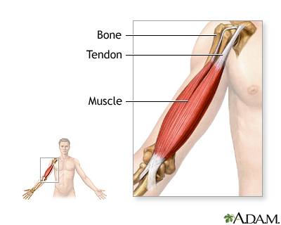 muscles et tendons