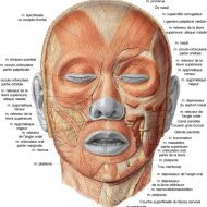 Muscles faciaux anatomie