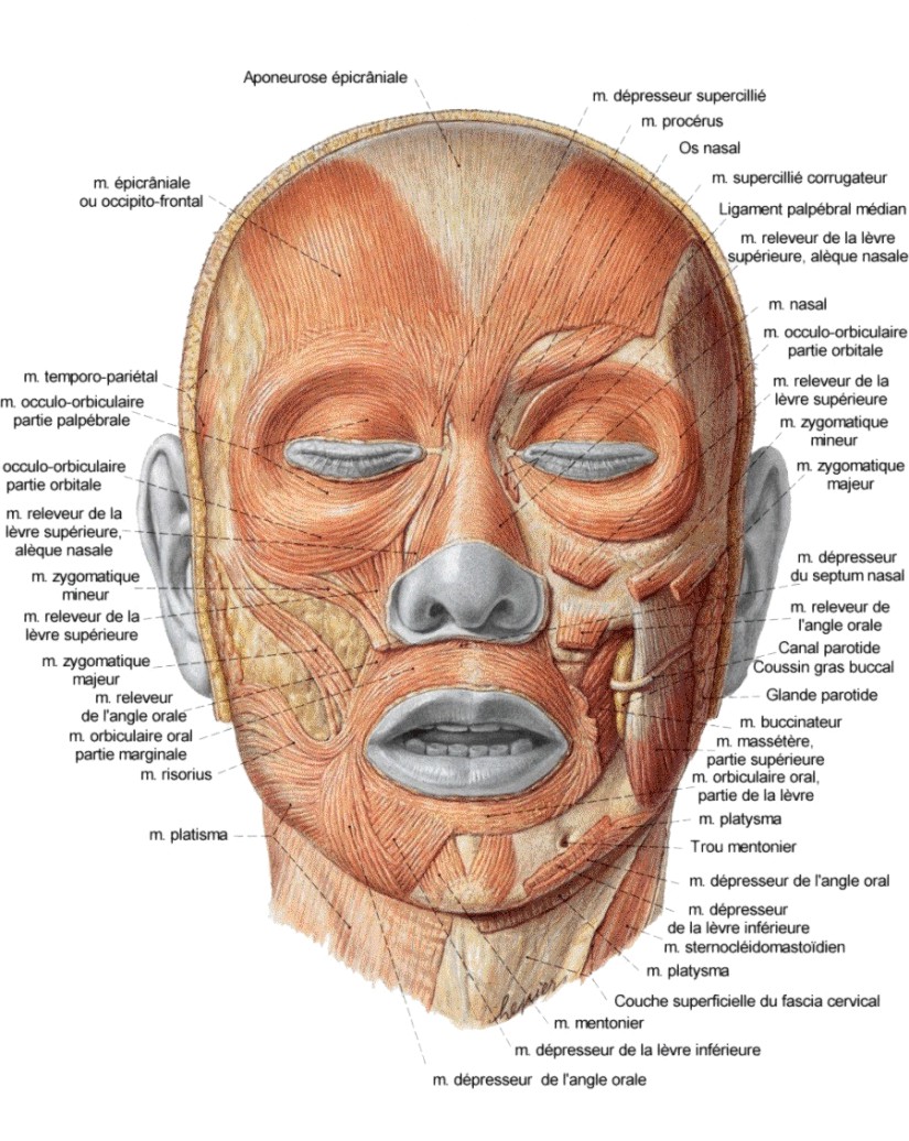 muscles faciaux anatomie