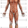 Muscles humain