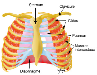 muscles intercostaux