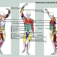 Muscles musculation