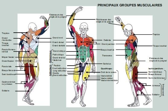muscles musculation
