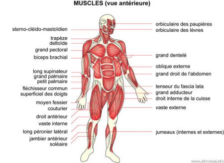 muscles natation