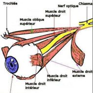 Muscles oculaires