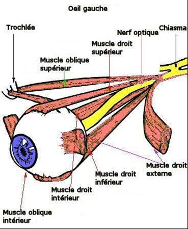 muscles oculaires