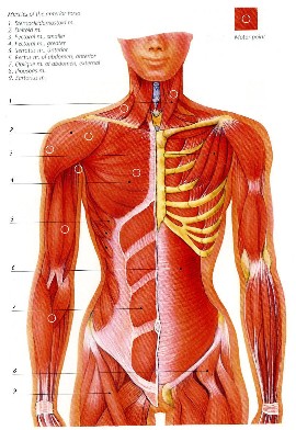 muscles posturaux