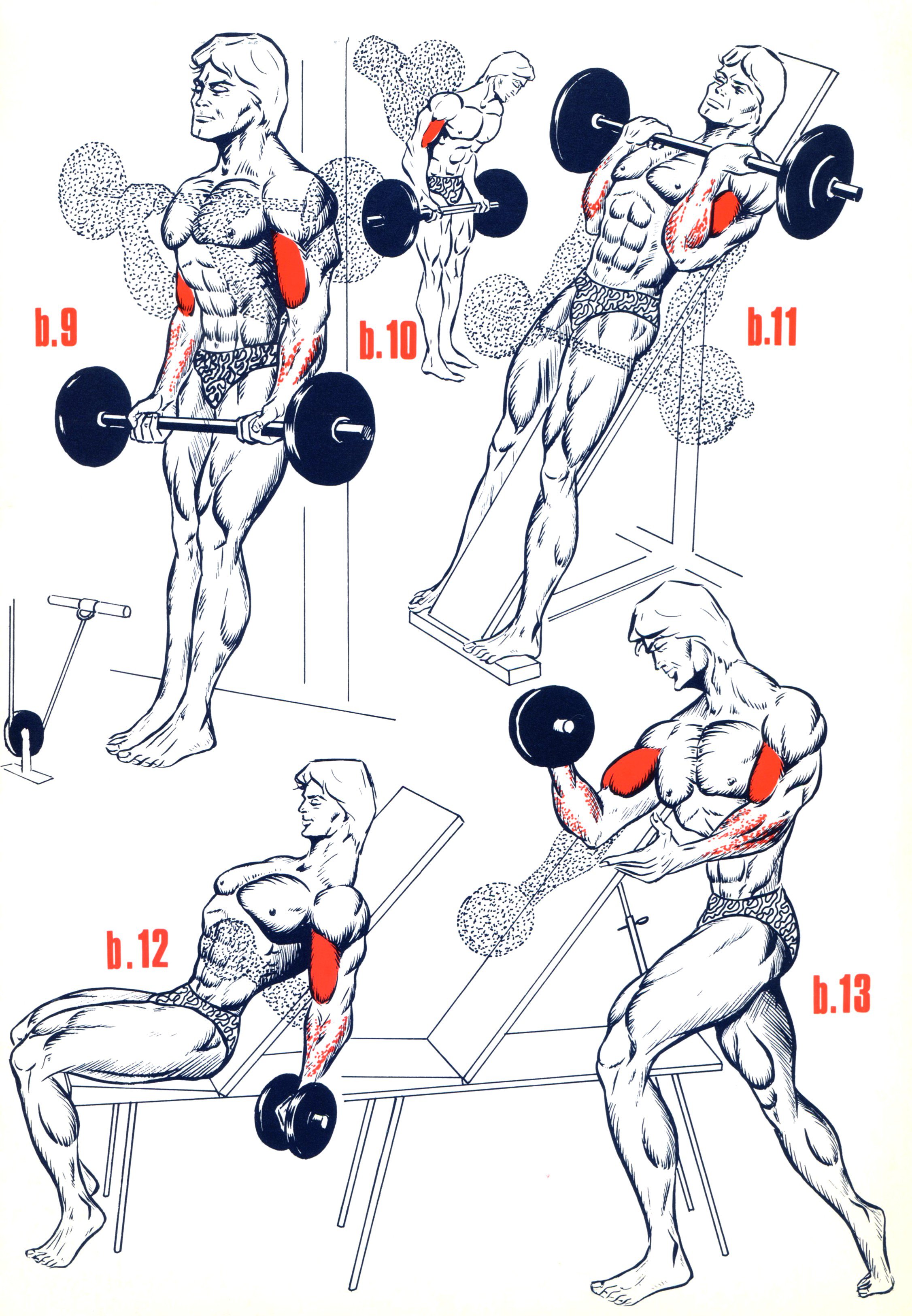musculation biceps programme