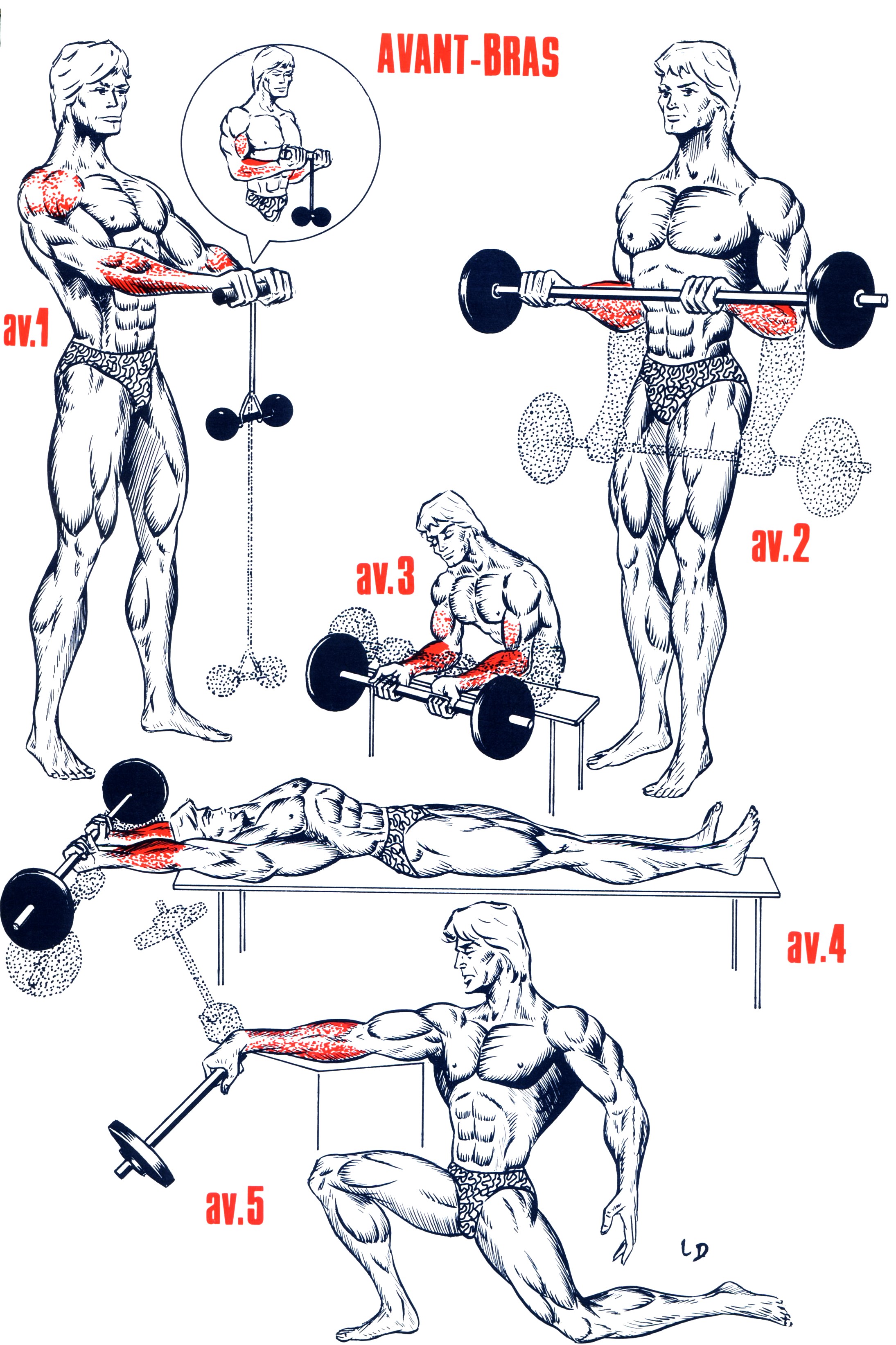 musculation bras exercices