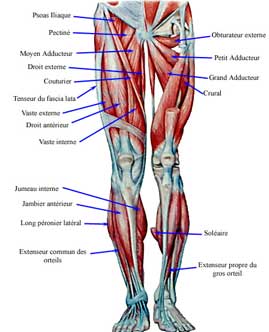 musculation muscles