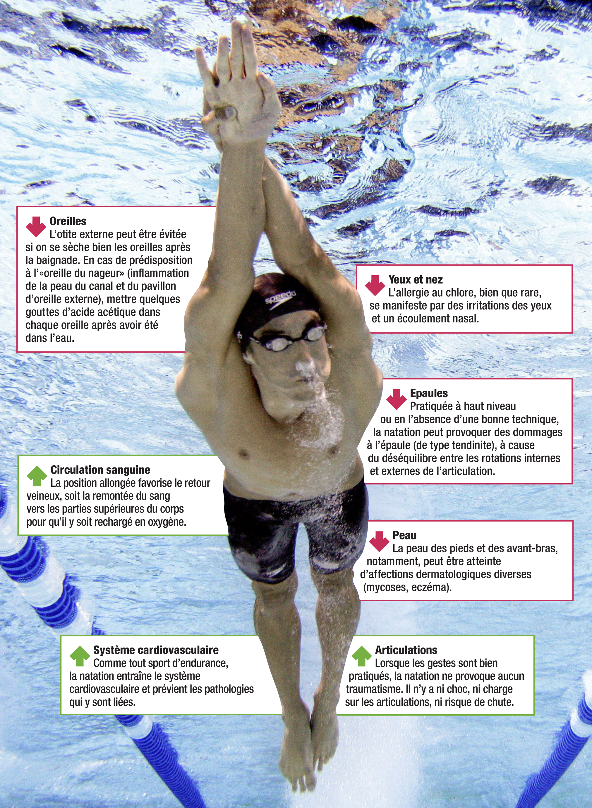 natation muscles sollicités