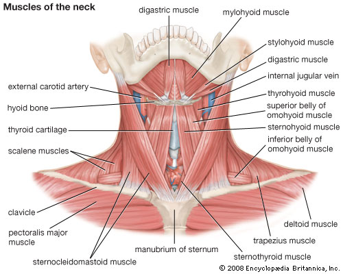 neck muscles anatomy