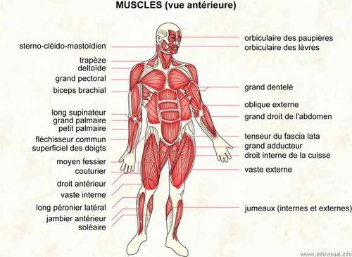 nombre de muscles dans le corps humain