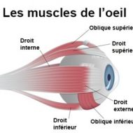 Oeil muscle