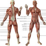 Photo muscle corps humain