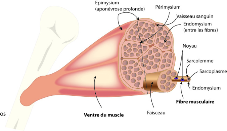 physiologie du muscle