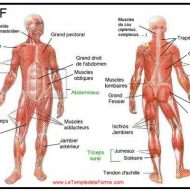 Planche anatomique des muscles du corps humain