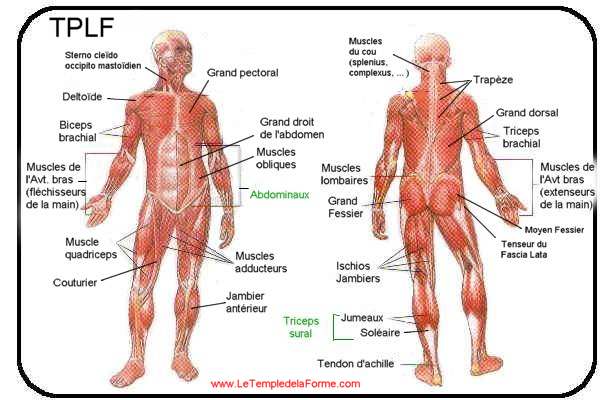 planche anatomique des muscles du corps humain