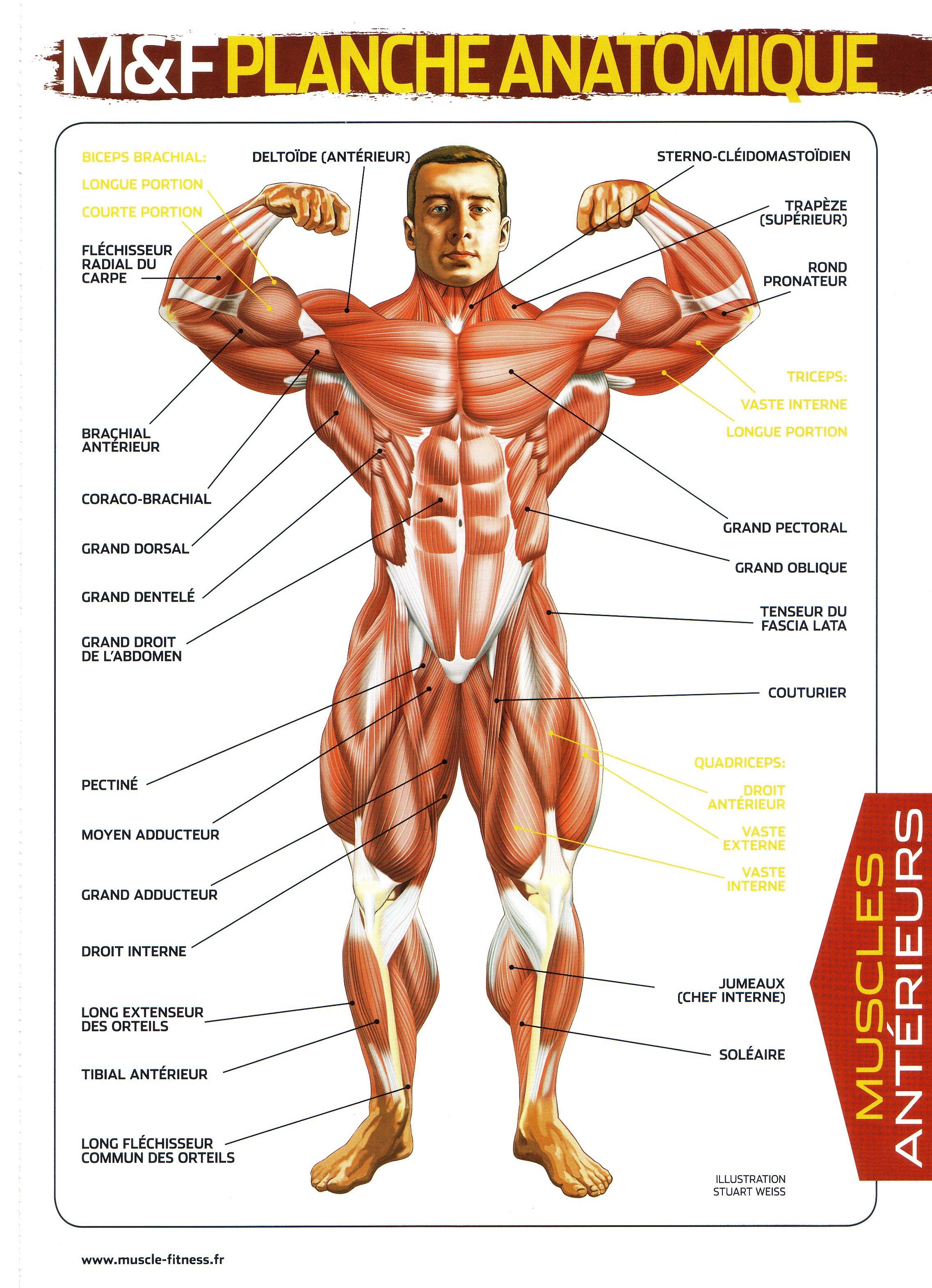 planche anatomique des muscles