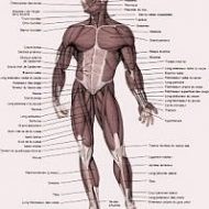 Planche anatomique muscle