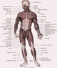 planche anatomique muscle