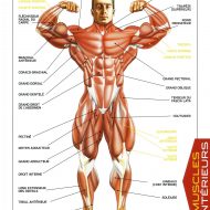 Planche anatomique muscles
