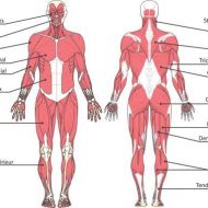Planches anatomiques muscles