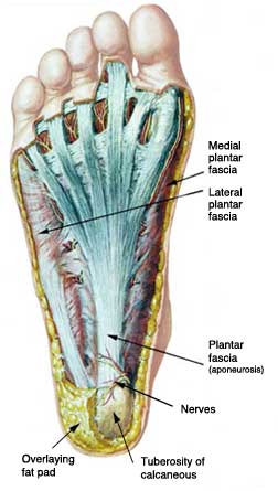 plantar fascia muscle