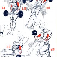 Programme biceps musculation
