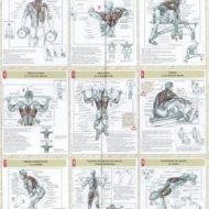 Programme dos musculation