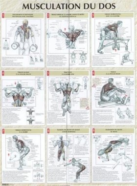 programme dos musculation