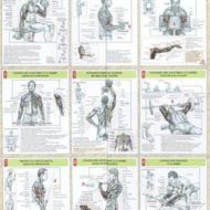 Programme musculation dessiner