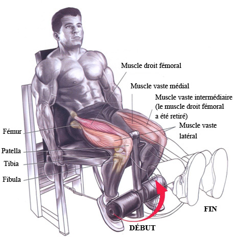 programme musculation jambes