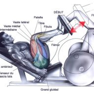 Programme musculation presse