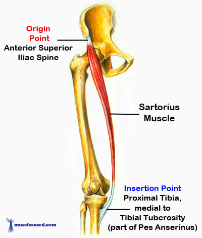 sartorius muscle