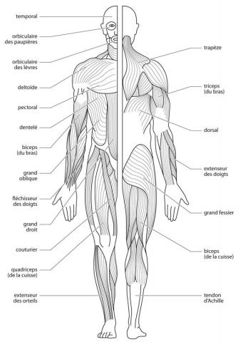 schéma muscles corps humain
