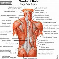 Shoulder muscle pain
