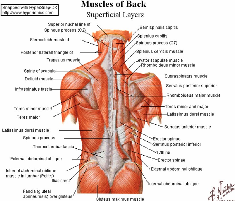 shoulder muscle pain