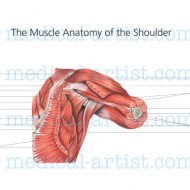 Shoulder muscles anatomy