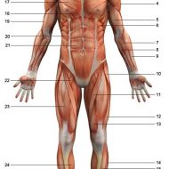 Squelette et muscles humain