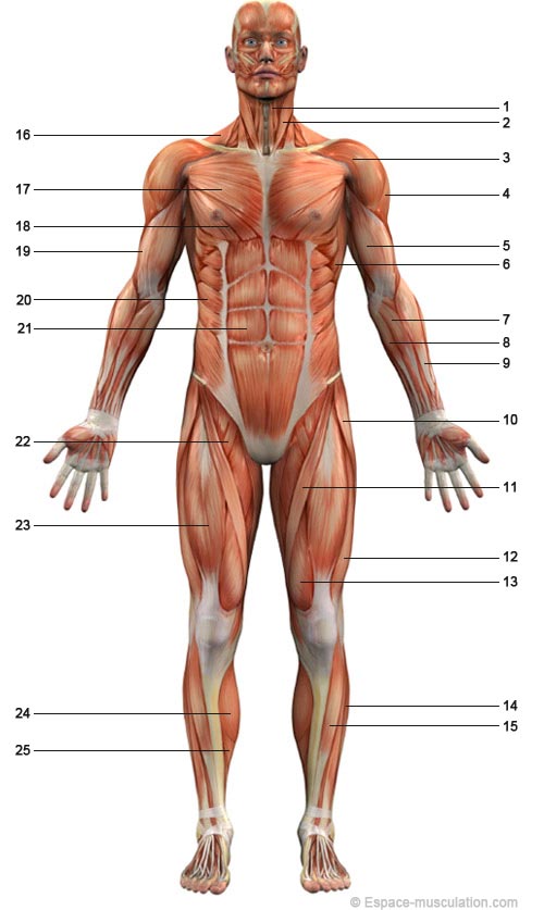 squelette et muscles humain