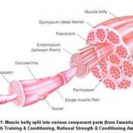 Structure du muscle