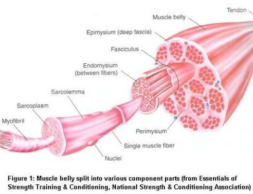 structure du muscle