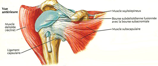 tendinite épaule musculation