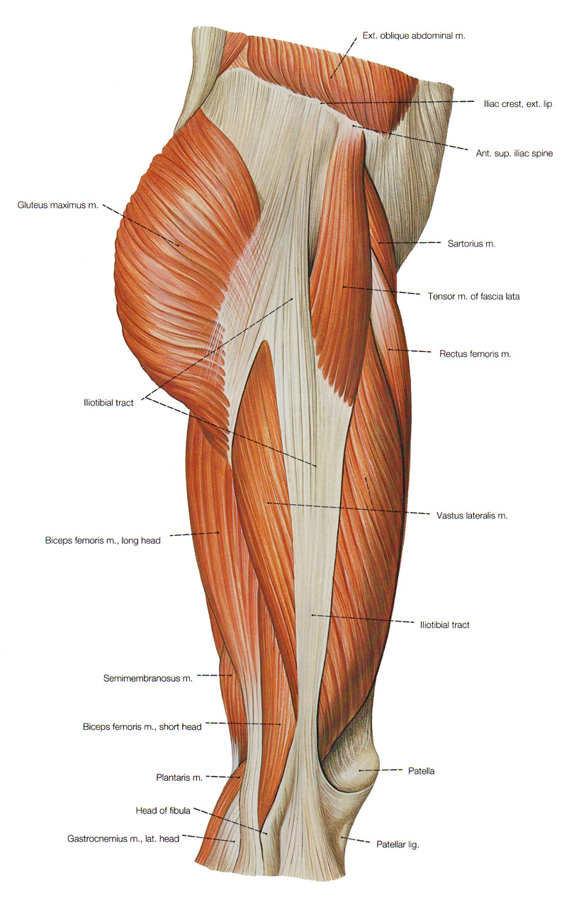 thigh muscles anatomy