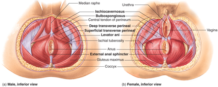 vaginal muscle spasms