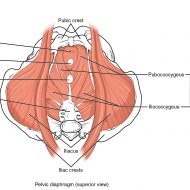 Vaginal muscles