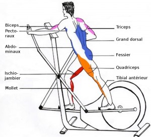 vélo elliptique musculation
