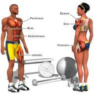 Video entrainement musculation