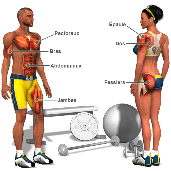 video exercice musculation